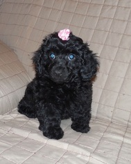 Poodle (Miniature) Puppy for sale in WESTMINSTER, CO, USA