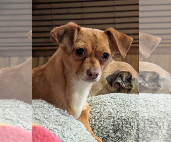 Medium Photo #3 Chihuahua-Unknown Mix Puppy For Sale in Aurora, CO, USA