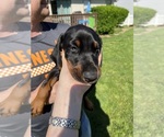 Small Photo #3 Doberman Pinscher Puppy For Sale in DELAWARE, OH, USA