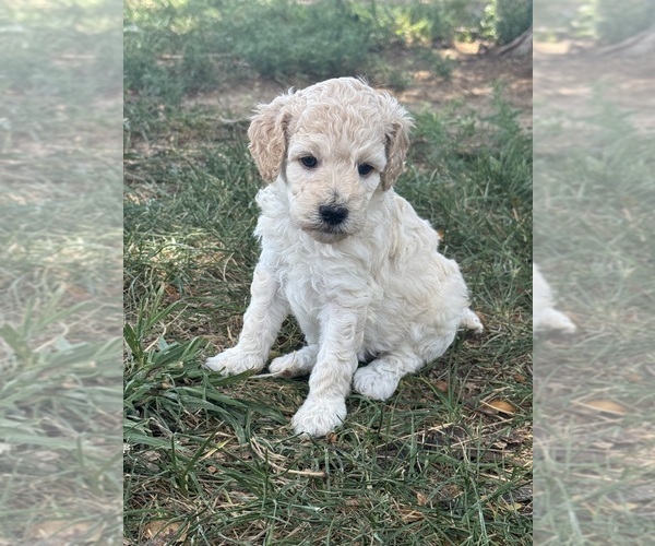 Medium Photo #15 Poodle (Standard) Puppy For Sale in LONGMONT, CO, USA