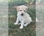 Small #14 Poodle (Standard)