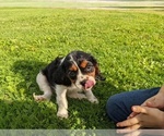 Small Photo #11 Cavalier King Charles Spaniel Puppy For Sale in WOOSTER, OH, USA