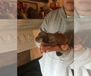 Dachshund Puppy for sale in SHALLOTTE, NC, USA