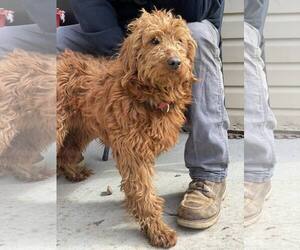 Goldendoodle (Miniature) Dogs for adoption in Lewistown, PA, USA