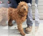 Small Goldendoodle (Miniature)