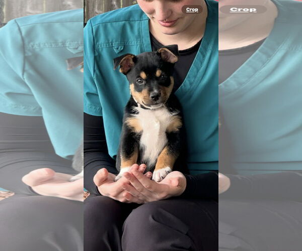 Medium Photo #2 Mutt Puppy For Sale in Lillian, TX, USA