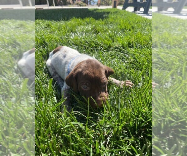 Medium Photo #3 German Shorthaired Pointer Puppy For Sale in ALTA LOMA, CA, USA