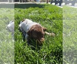 Small Photo #3 German Shorthaired Pointer Puppy For Sale in ALTA LOMA, CA, USA