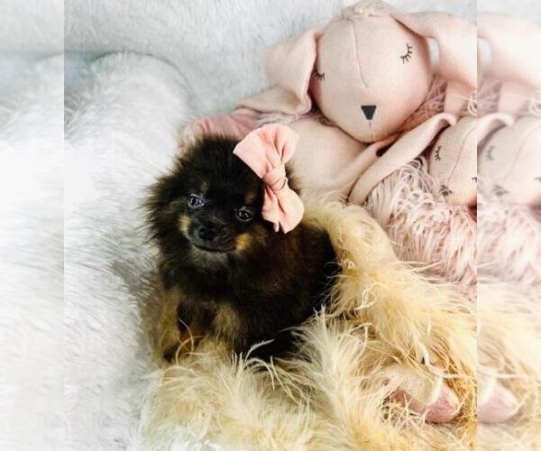 Medium Photo #10 Pomeranian Puppy For Sale in WEST PALM BEACH, FL, USA