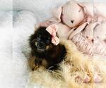 Small #9 Pomeranian