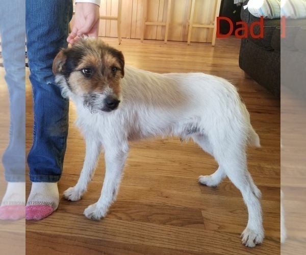 Medium Photo #1 Jack Russell Terrier Puppy For Sale in MARSING, ID, USA