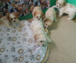Zuchon Puppy for Sale in PATERSON, New Jersey USA