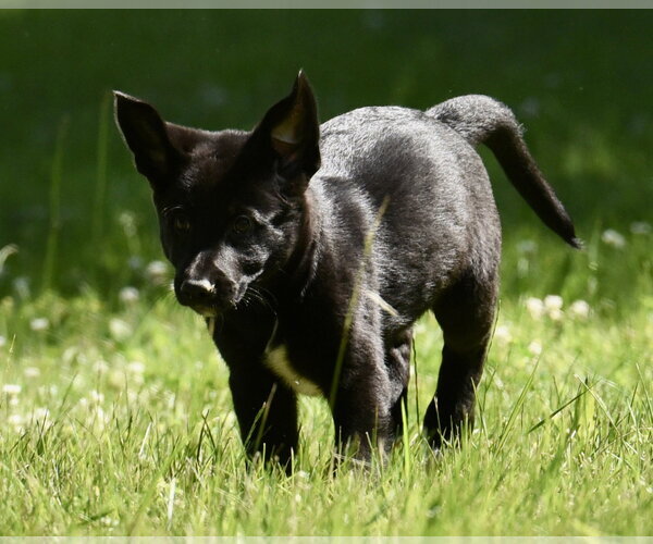 Medium Photo #4 Shepradors Puppy For Sale in Mechanicsburg, PA, USA