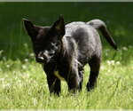Small #3 Shepradors