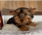 Small #1 Yorkshire Terrier