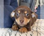Small #6 Chiweenie