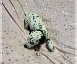 Small Photo #8 Dalmatian Puppy For Sale in TEMPLE, TX, USA