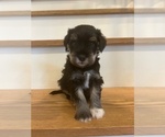 Puppy Coco Schnauzer (Miniature)