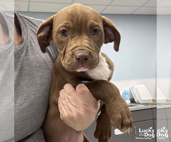 Medium Photo #1 Labrador Retriever-Unknown Mix Puppy For Sale in Washington, DC, USA