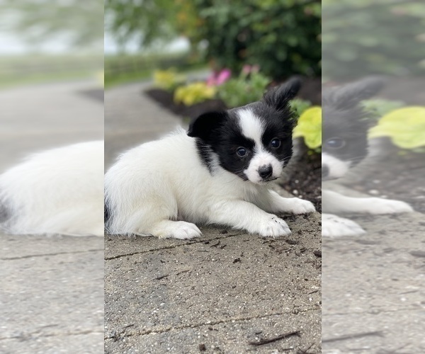 Medium Photo #4 Papillon Puppy For Sale in CANOGA, NY, USA