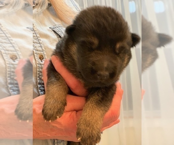Medium Photo #4 German Shepherd Dog Puppy For Sale in BOKOSHE, OK, USA