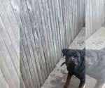 Small Photo #11 Rottweiler Puppy For Sale in PHILADELPHIA, PA, USA