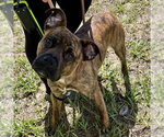 Small Boxer Mix