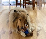 Small #1 Collie