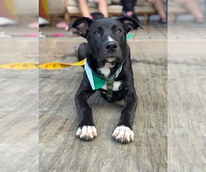 American Staffordshire Terrier-Unknown Mix Dogs for adoption in Holly Springs, NC, USA