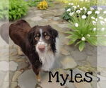 Small Border Collie