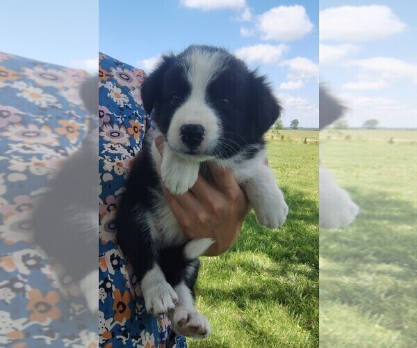 Medium Photo #143 Border Collie Puppy For Sale in NORBORNE, MO, USA