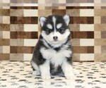 Small #2 Pomsky