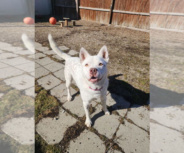 Medium Photo #7 Mutt Puppy For Sale in Evansville, IN, USA