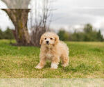 Small Photo #4 Maltipoo Puppy For Sale in WARSAW, IN, USA