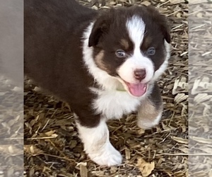 Australian Shepherd Puppy for sale in BERTRAM, TX, USA
