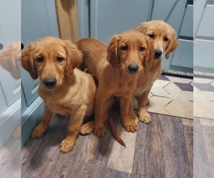 Golden Retriever Puppy for sale in GOSHEN, IN, USA