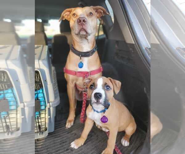Medium Photo #16 American Staffordshire Terrier-Vizsla Mix Puppy For Sale in Arlington, VA, USA