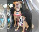 Small #15 American Staffordshire Terrier-Vizsla Mix