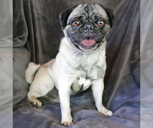 Pug Dogs for adoption in Albuquerque, NM, USA