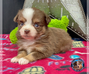 Miniature Australian Shepherd Puppy for sale in GRANBURY, TX, USA