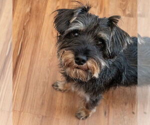Miniature Schnauzer-Unknown Mix Dogs for adoption in Mundelein, IL, USA