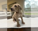 Small Photo #15 Great Dane Puppy For Sale in MIMS, FL, USA
