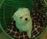 Small Photo #27 Maltese Puppy For Sale in PATERSON, NJ, USA