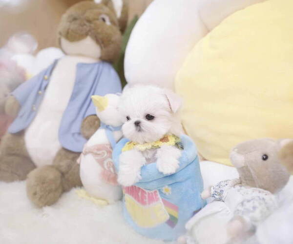 Medium Photo #5 Maltese Puppy For Sale in Seoul, Seoul, Korea, South