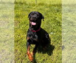 Small #5 Rottweiler