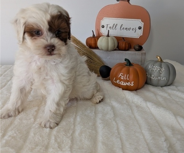 Medium Photo #51 ShihPoo Puppy For Sale in GOSHEN, IN, USA
