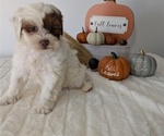 Small Photo #51 ShihPoo Puppy For Sale in GOSHEN, IN, USA