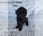 Small Photo #7 Poodle (Standard) Puppy For Sale in FONTANA, CA, USA