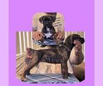Puppy Phenyo America Bandogge Mastiff