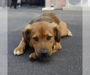 Chow Chow-Unknown Mix Dogs for adoption in San Antonio, TX, USA